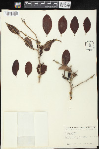 Ximenia americana image