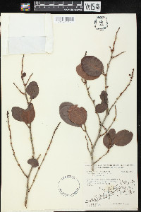 Coccoloba diversifolia image