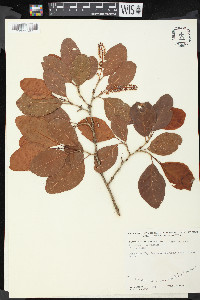 Coccoloba diversifolia image