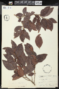 Coccoloba diversifolia image