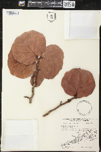 Coccoloba uvifera image