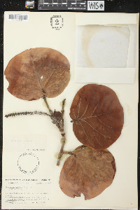Coccoloba uvifera image