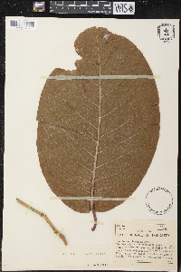 Coccoloba caracasana image