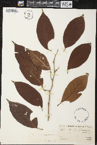 Coccoloba hondurensis image