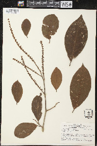 Coccoloba lehmannii image
