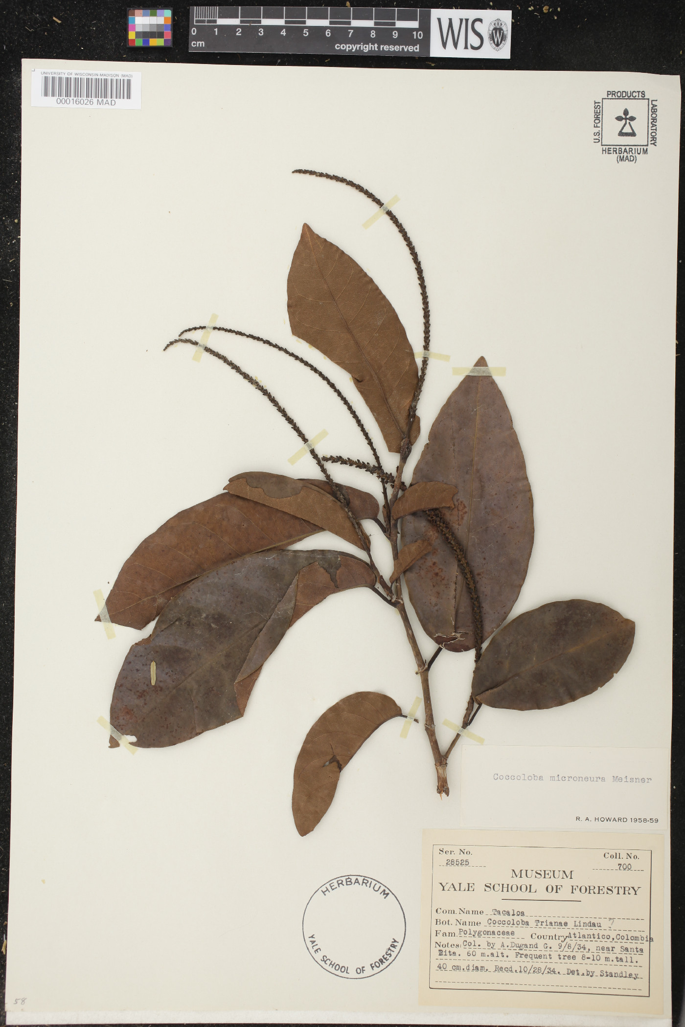 Coccoloba nitida image