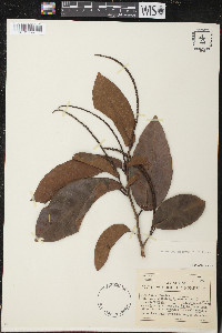 Coccoloba nitida image
