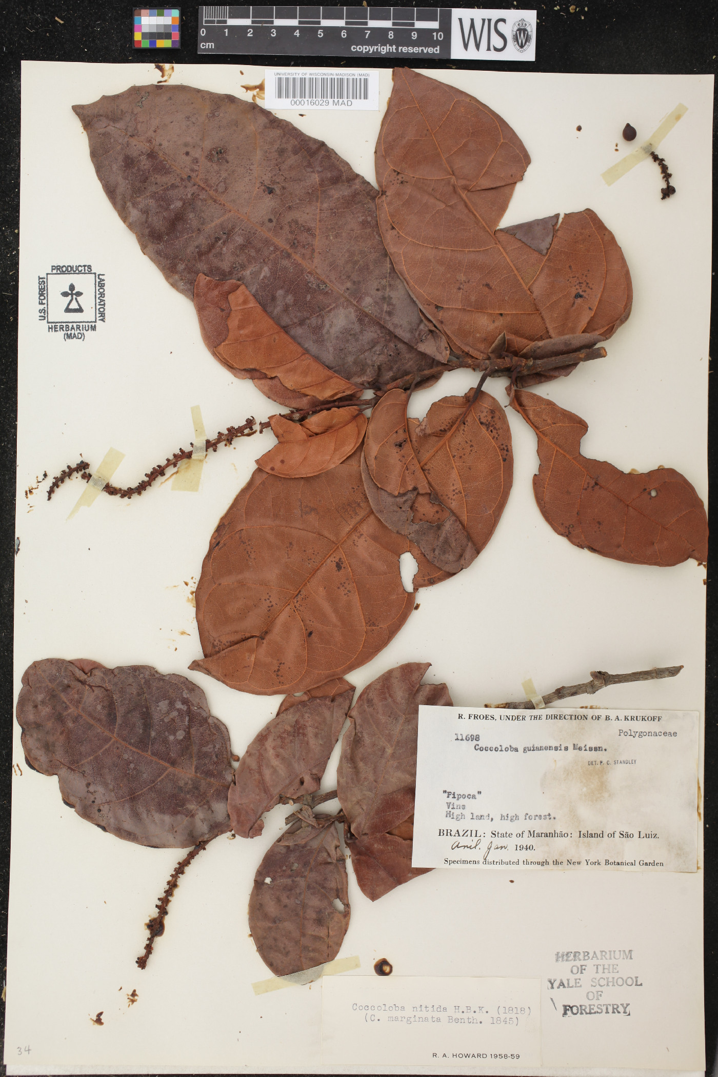 Coccoloba nitida image