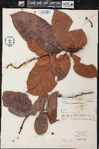 Coccoloba nitida image