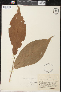 Coccoloba coronata image