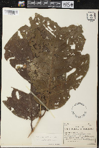 Coccoloba obovata image