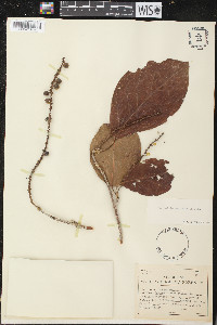 Coccoloba obovata image