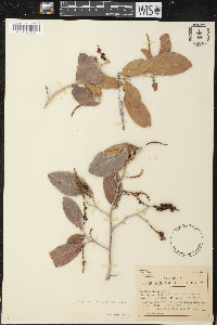 Coccoloba obtusifolia image