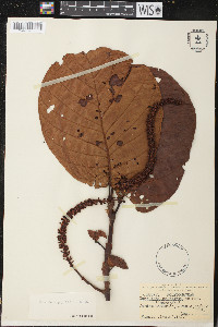 Coccoloba alnifolia image