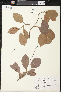 Coccoloba pyrifolia image