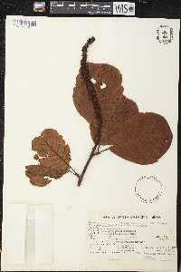 Coccoloba warmingii image