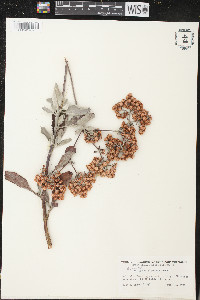 Eriogonum giganteum image