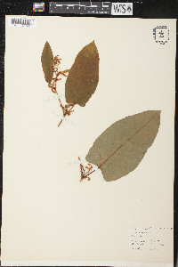 Polygonum sachalinense image