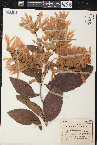 Triplaris americana image