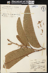 Triplaris americana image