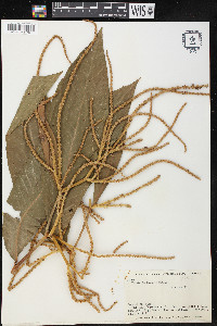 Triplaris americana image