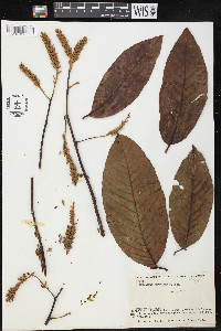 Media resource of Triplaris peruviana