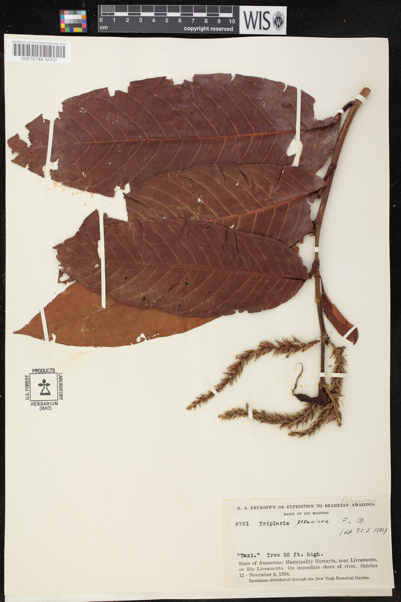 Triplaris peruviana image