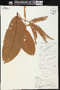 Triplaris peruviana image