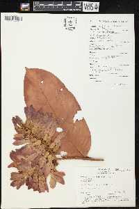 Triplaris peruviana image