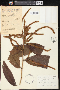 Triplaris poeppigiana image