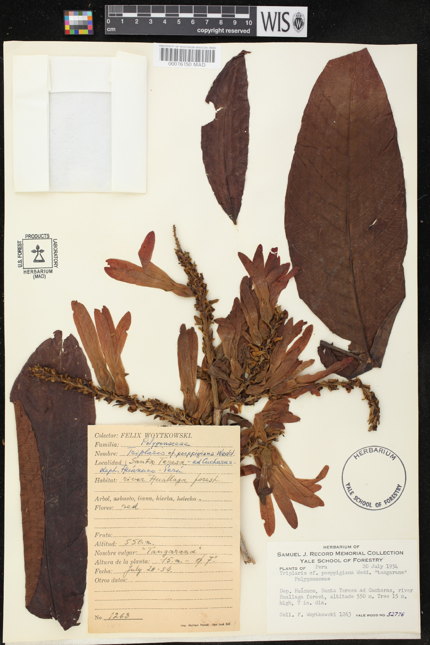 Triplaris poeppigiana image