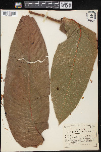 Triplaris poeppigiana image