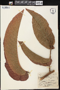 Triplaris poeppigiana image