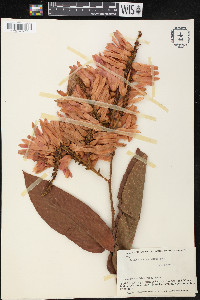 Triplaris poeppigiana image