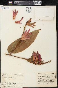 Triplaris poeppigiana image