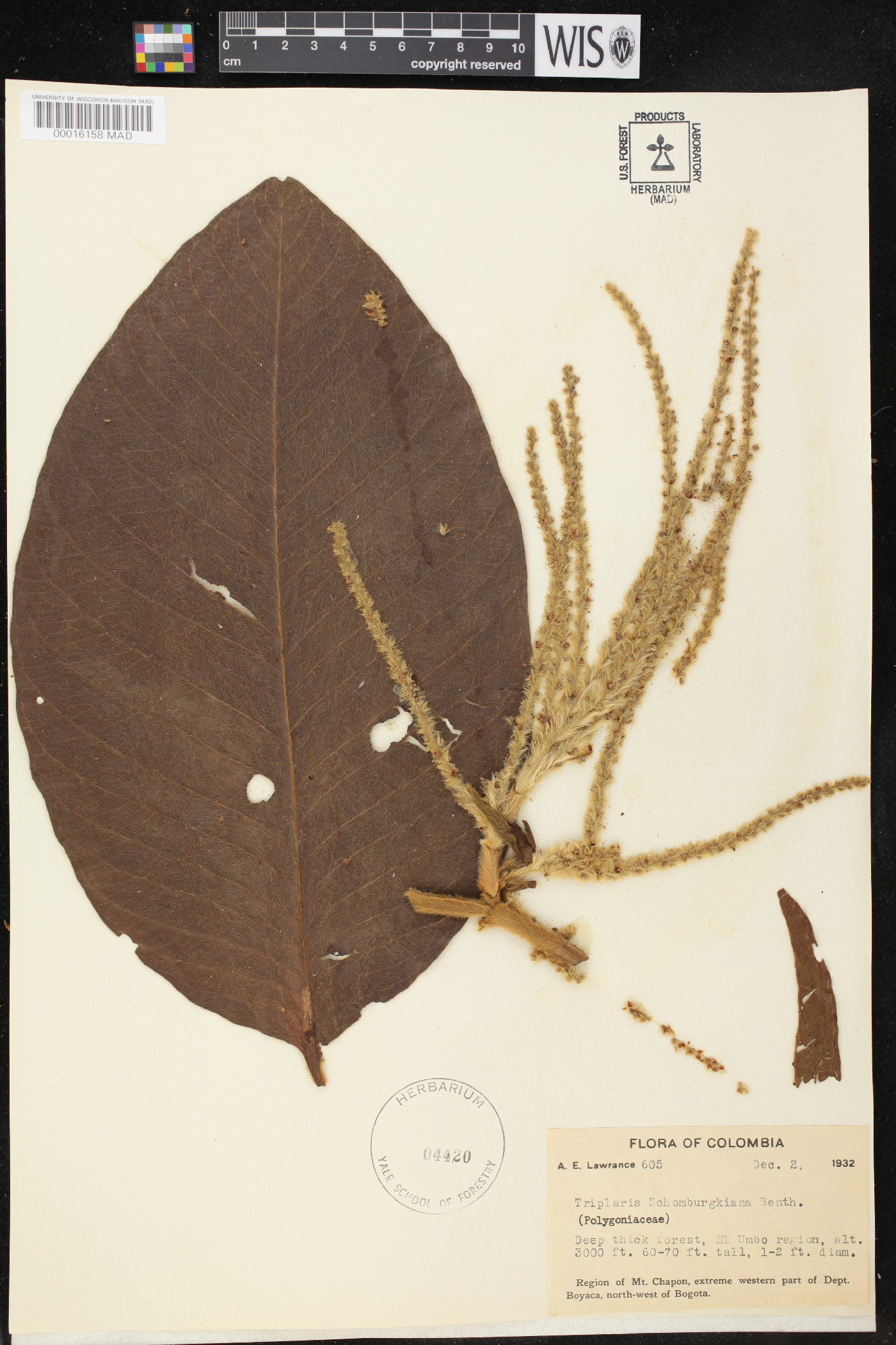 Triplaris americana image