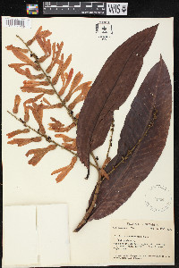 Triplaris weigeltiana image