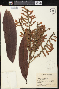 Triplaris weigeltiana image
