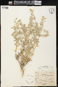 Atriplex confertifolia image