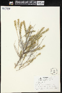 Atriplex corrugata image