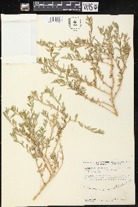 Atriplex pentandra image
