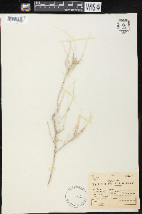 Atriplex polycarpa image