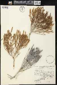 Salicornia bigelovii image