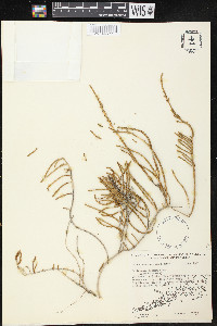 Salicornia perennis image