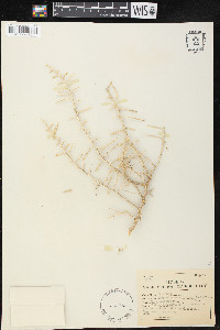 Sarcobatus vermiculatus image