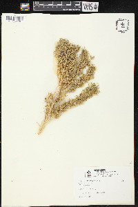 Sarcobatus vermiculatus image