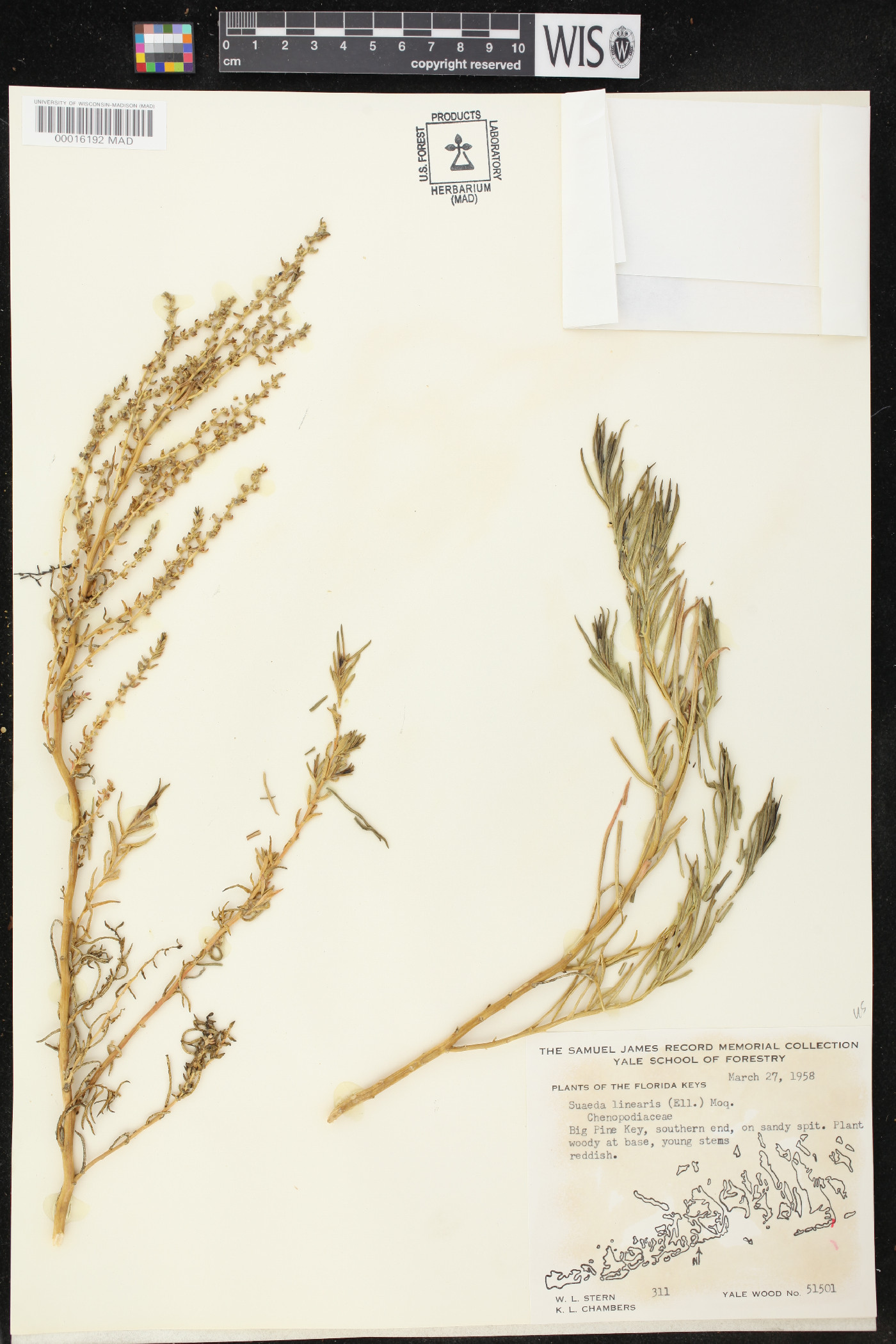Suaeda linearis image