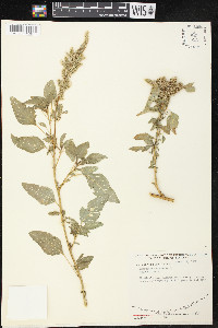 Amaranthus hybridus image