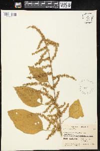 Chamissoa altissima image