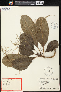 Charpentiera obovata image